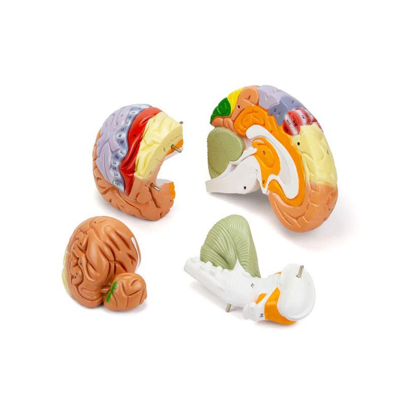 Neuro Brain Model, 1.5X Enlarged, 4 Parts