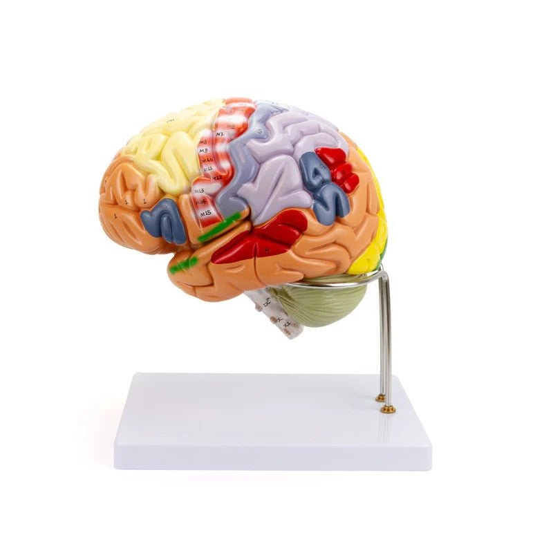 Neuro Brain Model, 1.5X Enlarged, 4 Parts
