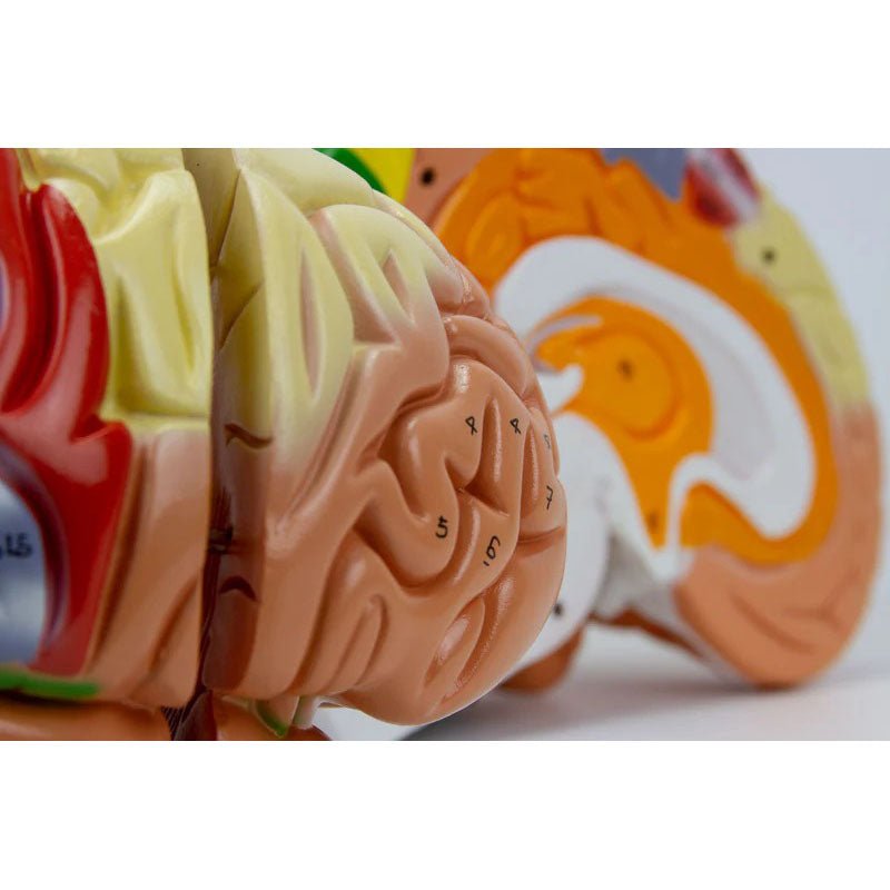 Neuro Brain Model, 1.5X Enlarged, 4 Parts
