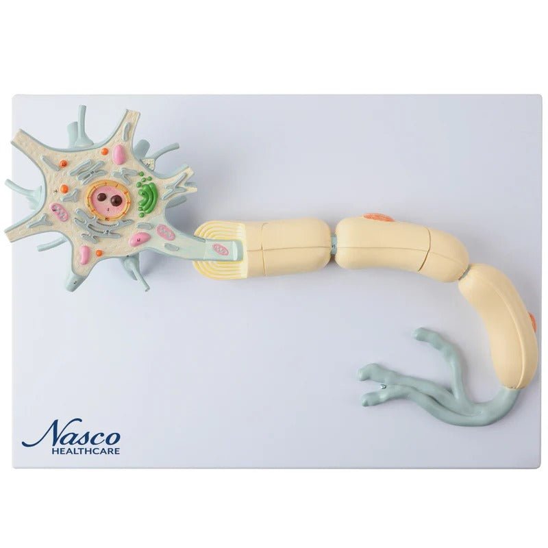 Neuron with Dendrite & Axon, 2,500X Enlarged, 2 Parts