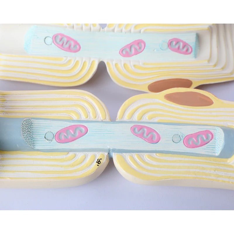 Neuron with Dendrite & Axon, 2,500X Enlarged, 2 Parts