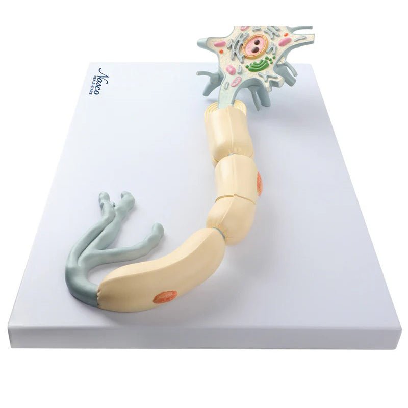 Neuron with Dendrite & Axon, 2,500X Enlarged, 2 Parts