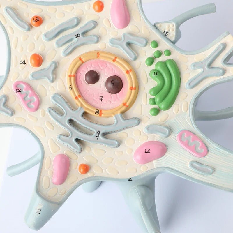 Neuron with Dendrite & Axon, 2,500X Enlarged, 2 Parts