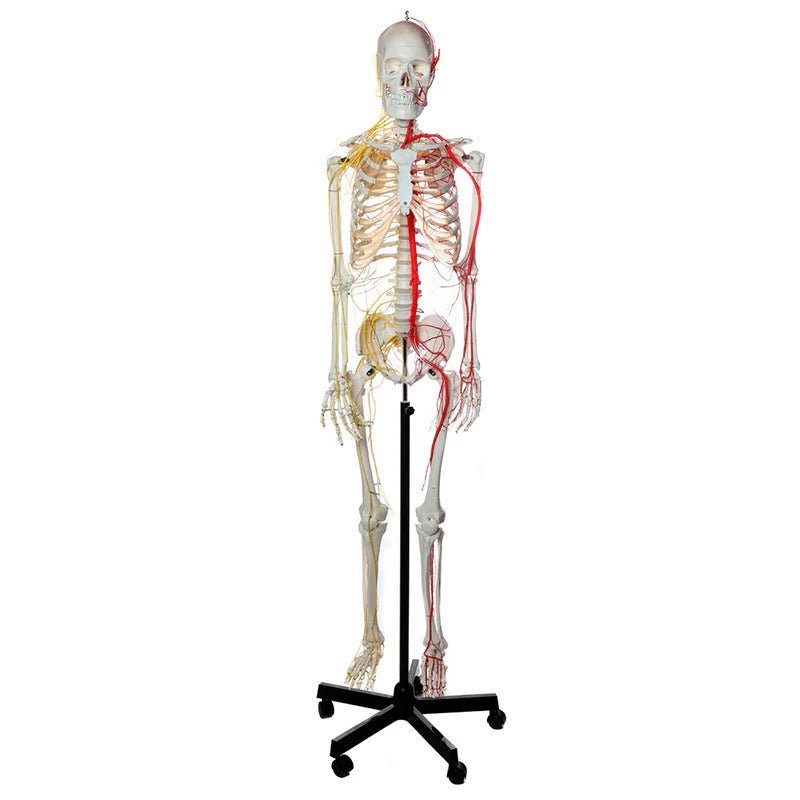 Neurovascular Skeleton, Mounted