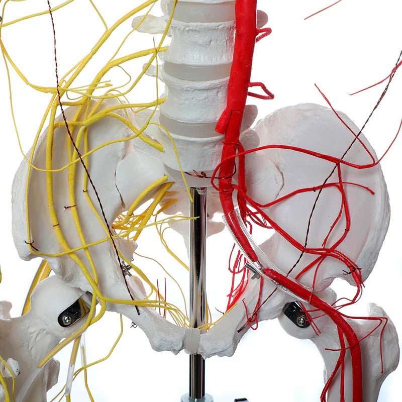 Neurovascular Skeleton, Mounted