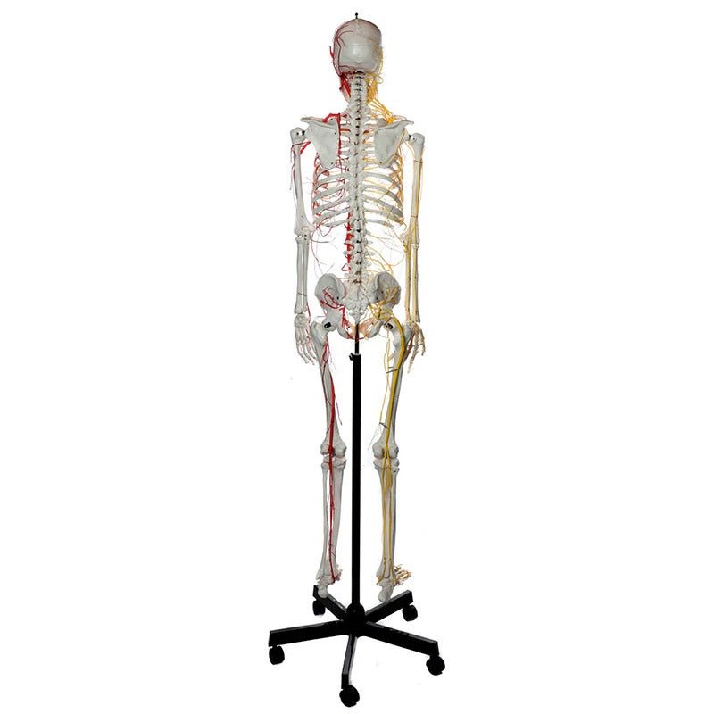 Neurovascular Skeleton, Mounted