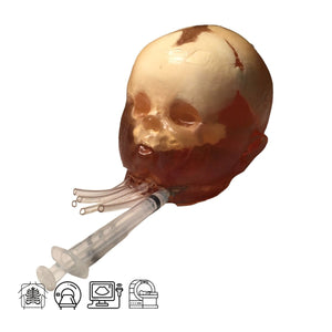 Newborn Head for Ultrasound, MRI and CT applications (Dynamic)