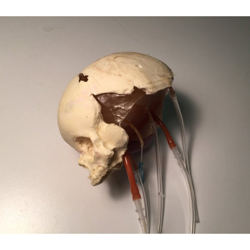 Newborn Head for Ultrasound, MRI and CT applications (Dynamic)
