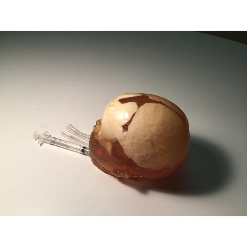 Newborn Head for Ultrasound, MRI and CT applications (Dynamic)