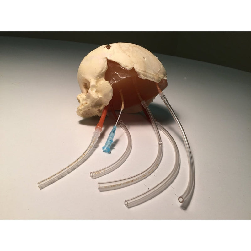 Newborn Head for Ultrasound, MRI and CT applications (Dynamic)