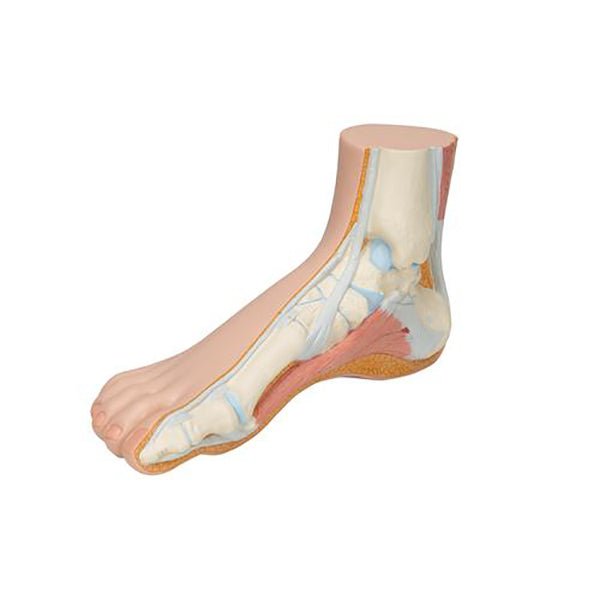 F Normal Foot Normal Foot Model, Light Skin – GTSimulators.com