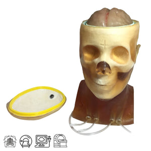 Openable Adult Head Phantom for X-Ray CT, Ultrasound and MRI