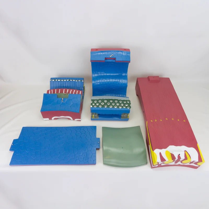 Organ of Corti Model, 350X Enlarged, 5 Parts