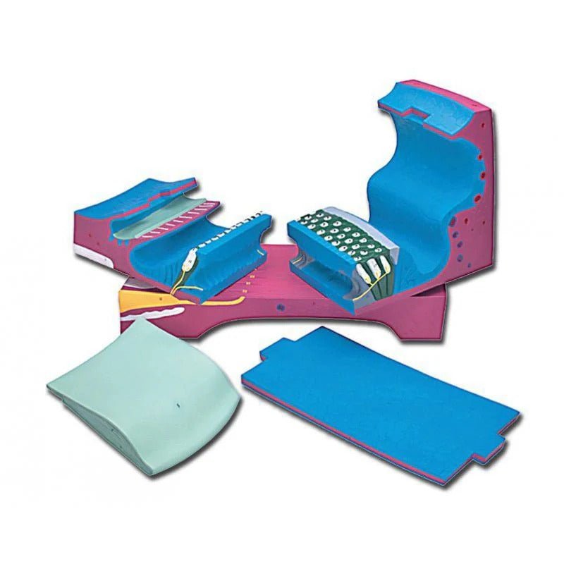 Organ of Corti Model, 350X Enlarged, 5 Parts