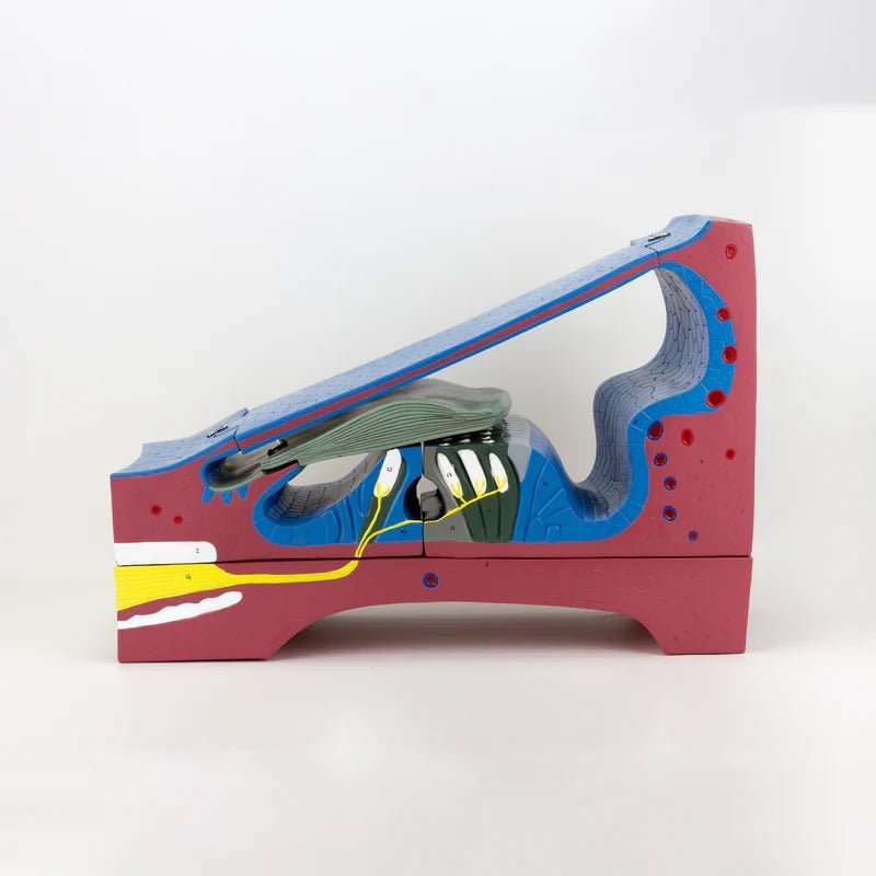 Organ of Corti Model, 350X Enlarged, 5 Parts