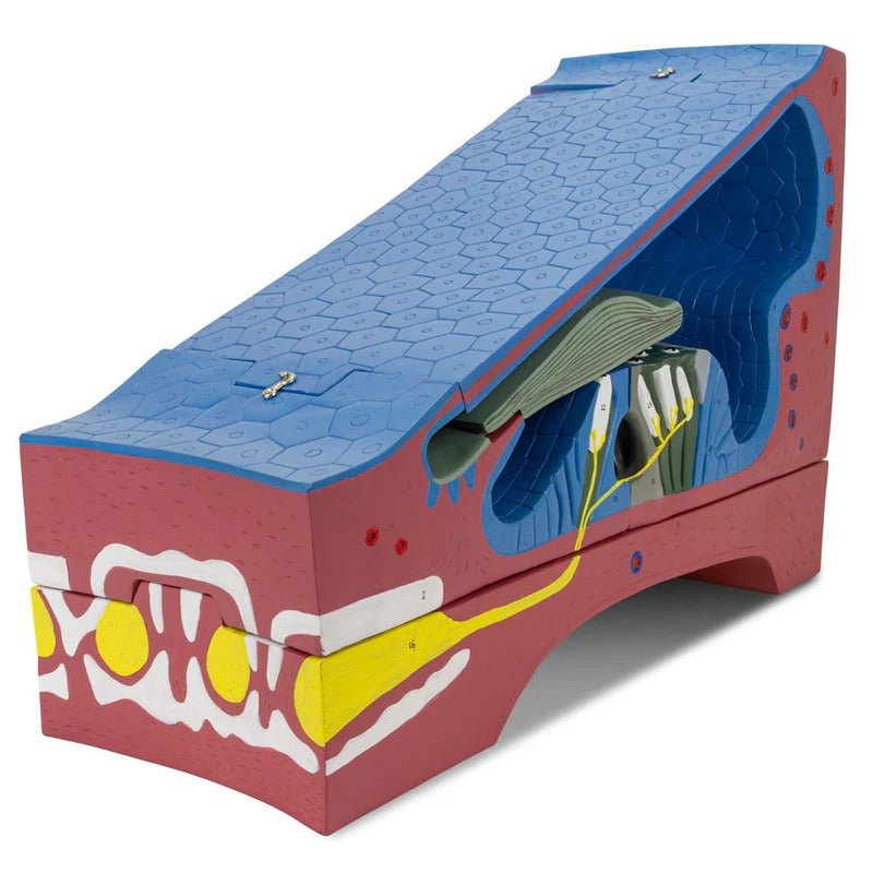 Organ of Corti Model, 350X Enlarged, 5 Parts