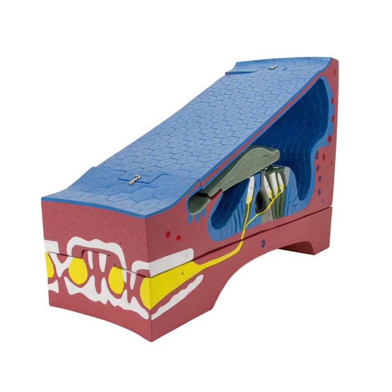 Organ of Corti Model, 350X Enlarged, 5 Parts