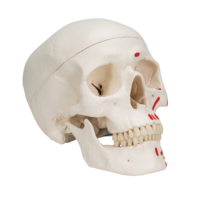 Painted Human Skull Model, 3-part