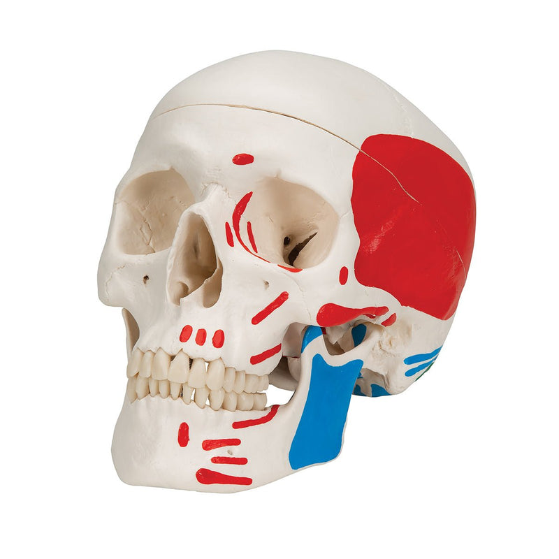 Painted Human Skull Model, 3-part