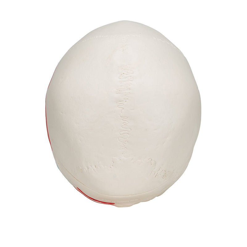 Painted Human Skull Model, 3-part