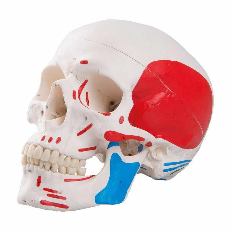Painted Human Skull Model, 3-part, Numbered