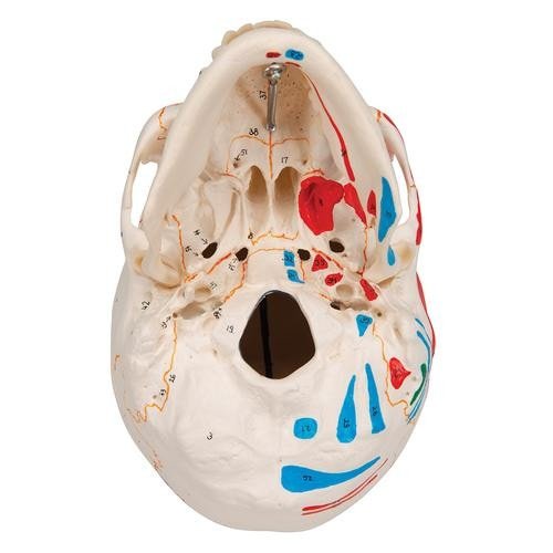 Painted Human Skull Model, 3-part, Numbered