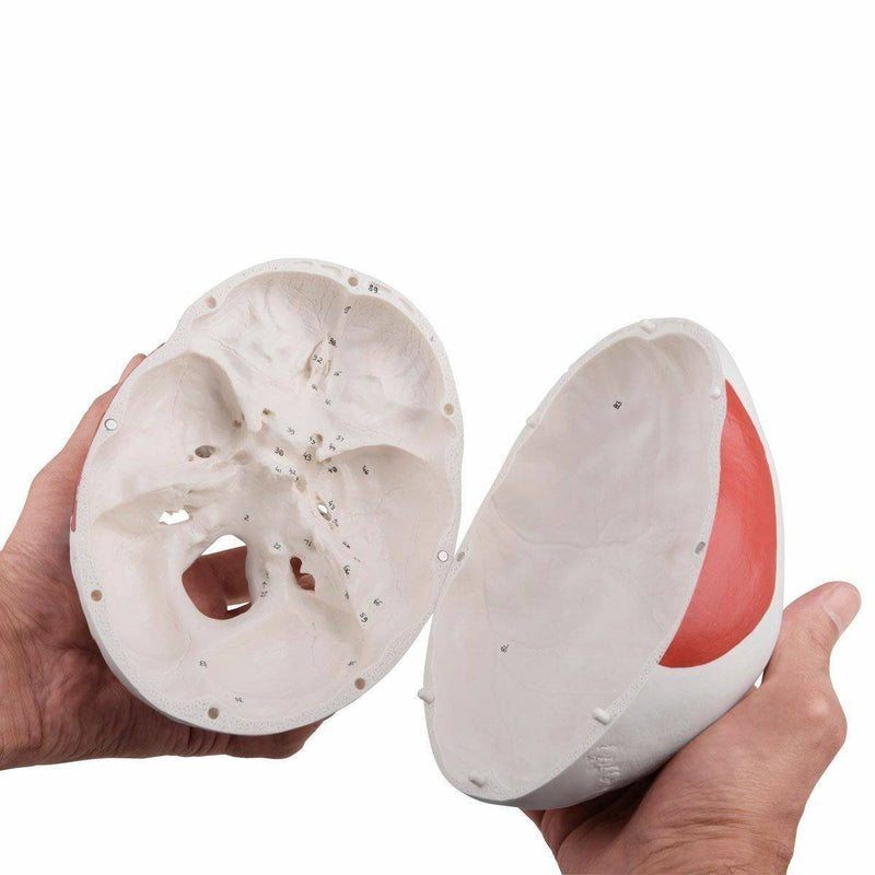 Painted Human Skull Model, 3-part, Numbered