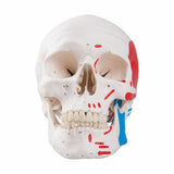 Painted Human Skull Model, 3-part, Numbered