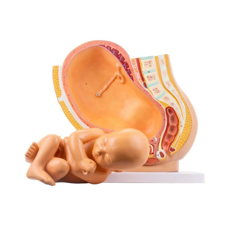 Pelvis with Pregnancy Model, 2 Parts