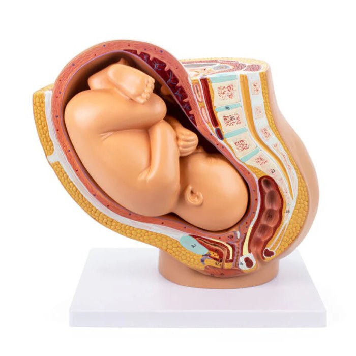 Pelvis with Pregnancy Model, 2 Parts