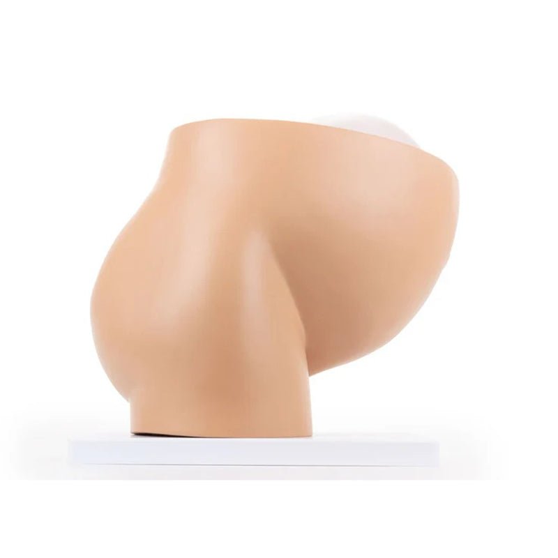 Pelvis with Pregnancy Model, 2 Parts