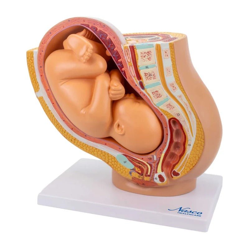 Pelvis with Pregnancy Model, 2 Parts