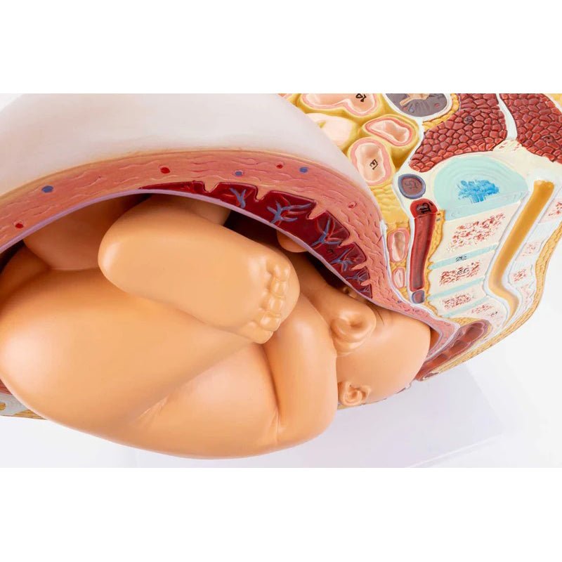 Pelvis with Pregnancy Model, 2 Parts