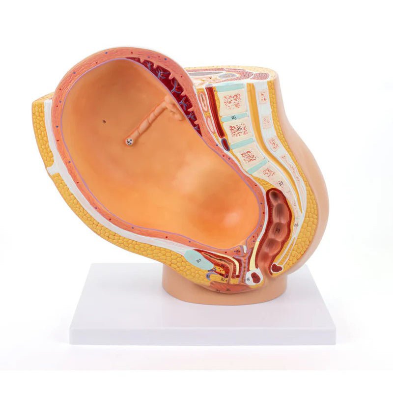 Pelvis with Pregnancy Model, 2 Parts