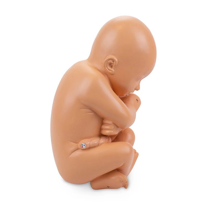 Pelvis with Pregnancy Model, 2 Parts