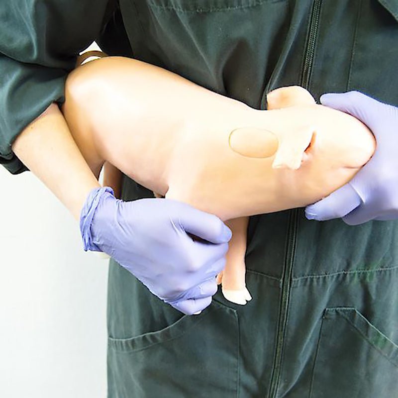 Piglet 'Castro' Surgical Training Simulator with Castration and Injection Modules