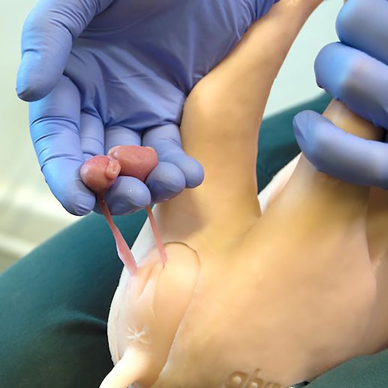 Piglet 'Castro' Surgical Training Simulator with Castration and Injection Modules