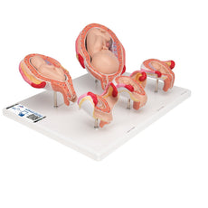 Pregnancy Series - 5 Models