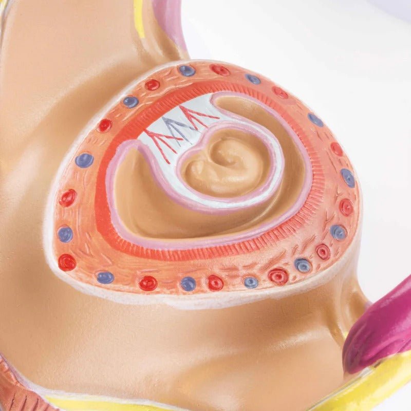 Pregnancy Series Models, Set of 8