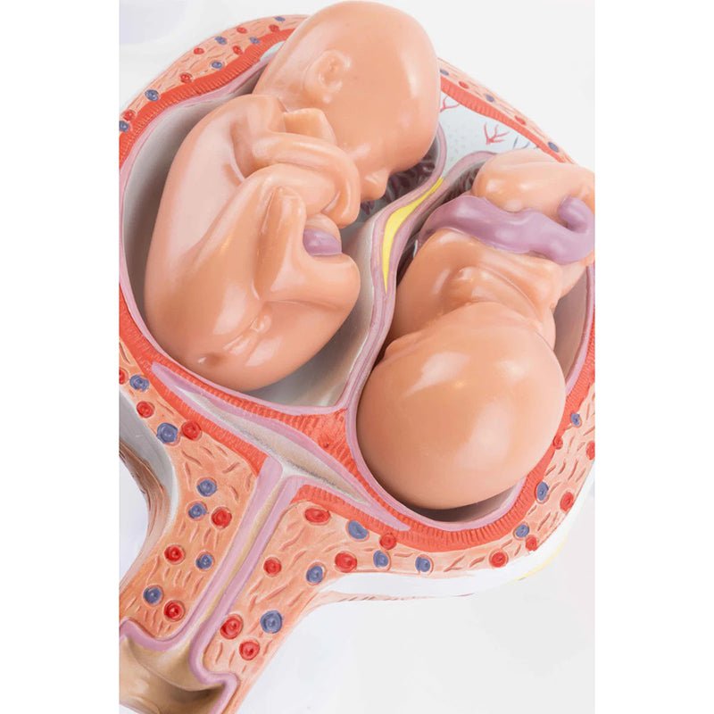 Pregnancy Series Models, Set of 8