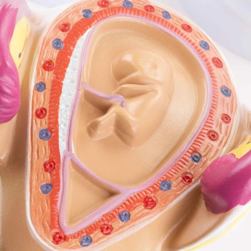 Pregnancy Series Models, Set of 8