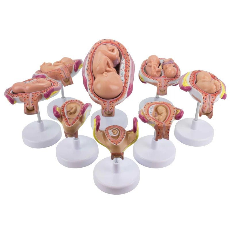 Pregnancy Series Models, Set of 8
