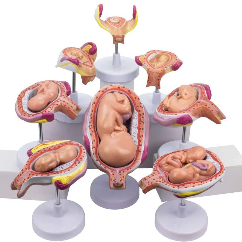 Pregnancy Series Models, Set of 8