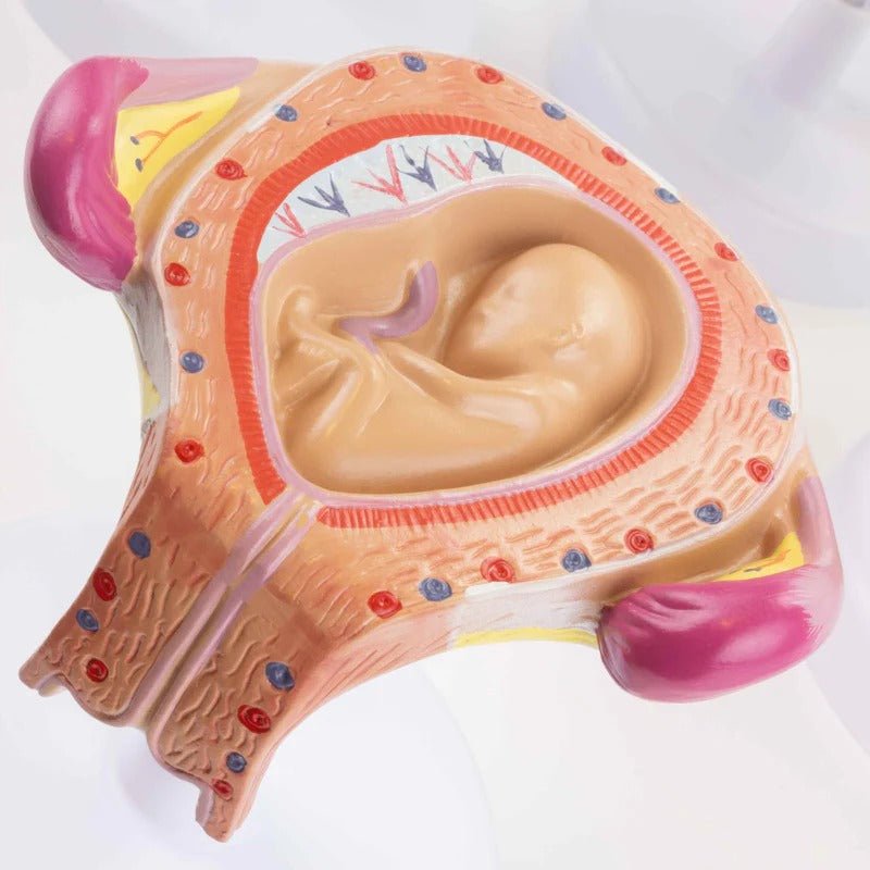 Pregnancy Series Models, Set of 8