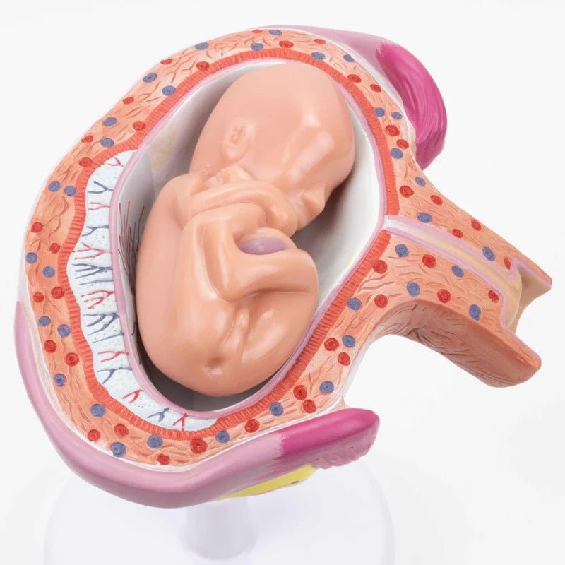 Pregnancy Series Models, Set of 8