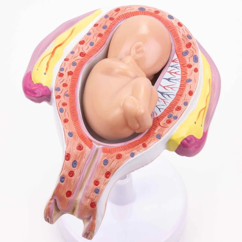 Pregnancy Series Models, Set of 8