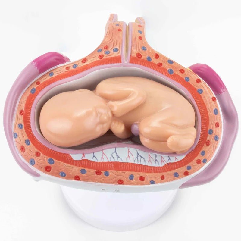 Pregnancy Series Models, Set of 8