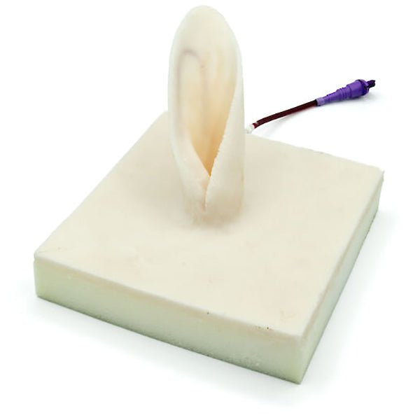 Rabbit Ear Venipuncture and Catheter Training Model – GTSimulators.com
