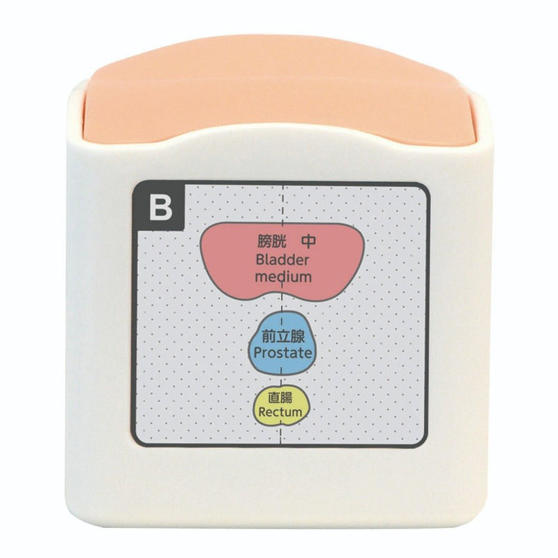 Rectal and Bladder Ultrasound Phantom