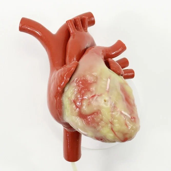 Robotic Beating Heart Trainer